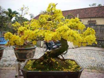 Cách tỉa mai vàng để tự tạo thế bonsai tuyệt đẹp