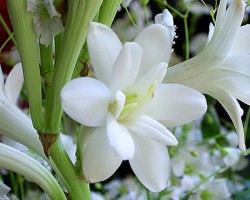 00205-Polianthes-tuberosa.jpg