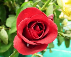 1280px-Rose-flower-at-the-Lalbaghgarden-Bangalore.jpg