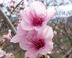 Peach-flowers.jpg