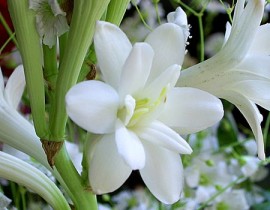 00205-Polianthes-tuberosa.jpg