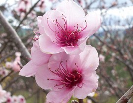 Peach-flowers.jpg